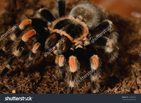 red mature hairy stock photo beautiful mature female mexican red knee tarantula brachypelma smithi eating pic