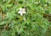 red mature hairy lavendar flower red stem filaree rosette deeply cut leaves note hairy reddish stems news event see them every spring