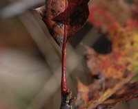 red mature hairy red oak stem