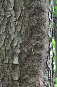 red mature hairy dsc poison ivy poke weed double trouble