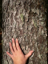 red mature hairy trees red spruce redspruce