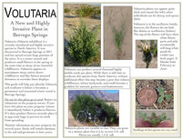 spreading mature invasiveplants volutaria flyer borrego springs ucce mcdonald