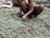 spreading mature keep landscape grasses from spreading step aid