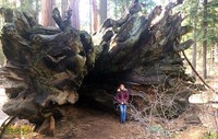 spreading mature roots downed tree awe inspiring giant sequoias calaveras trees state park