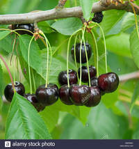 sweet mature comp ebrrmc cherry tree sweet prunus avium annabella stock photo