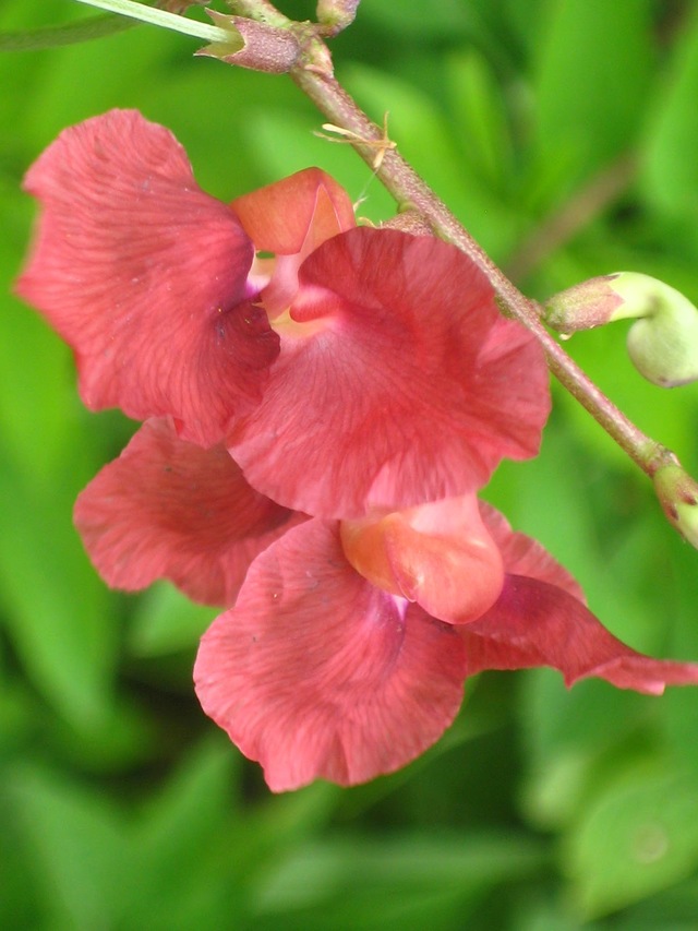 red mature hairy bush wild bean wildflowers macroptilium lathyroides