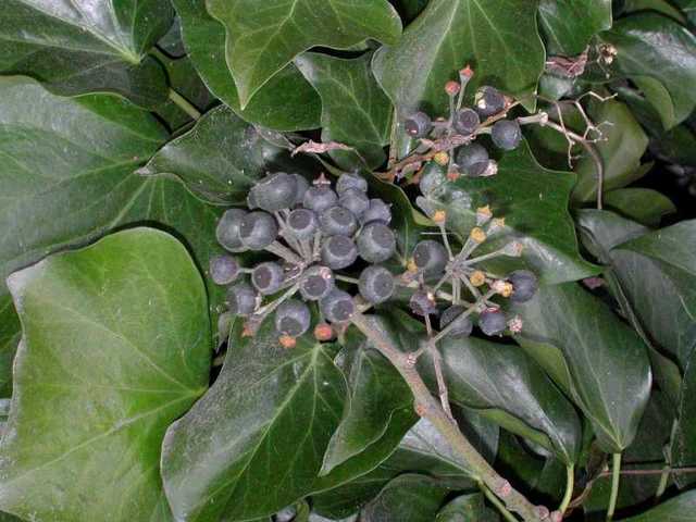 spreading mature media dark english cluster animals ivy services ashx fruit plants identification weed weeds environment noxious imagesd