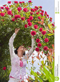 red mature mature woman garden under red roses bower stock photo