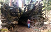 spreading mature roots downed tree awe inspiring giant sequoias calaveras trees state park