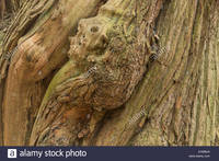 sweet mature comp ehmbj massive ancient twisted bark mature old sweet chestnut tree starting stock photo