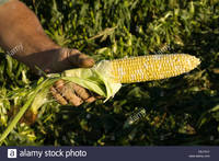 sweet mature comp cejycy farmers hand holds ear mature colored sweet corn stock photo