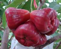 sweet mature itm wax java water rose apple juicy amp sweet fruit tree mature air layer plant