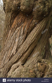 sweet mature comp ehmbha massive ancient twisted bark mature old sweet chestnut tree starting stock photo