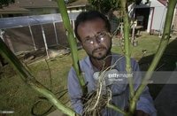 thick mature photos marvin chavez holds thick stalks mature marijuana plants grown picture detail news photo